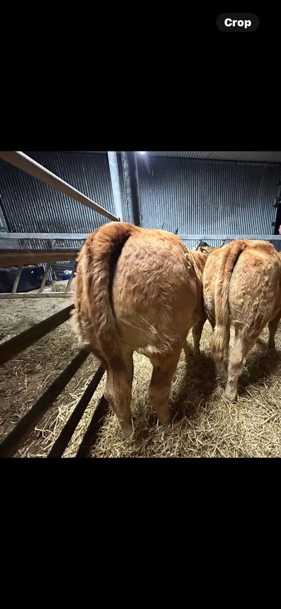 🥇Super limousin heifers with stars🥇 - Image 3