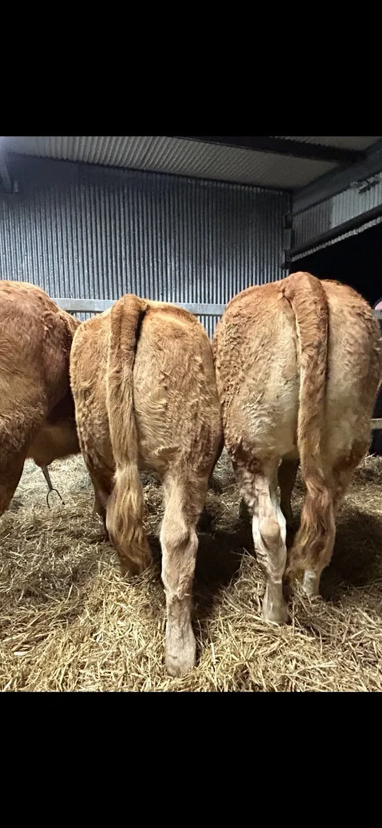 🥇Super limousin heifers with stars🥇 - Image 4