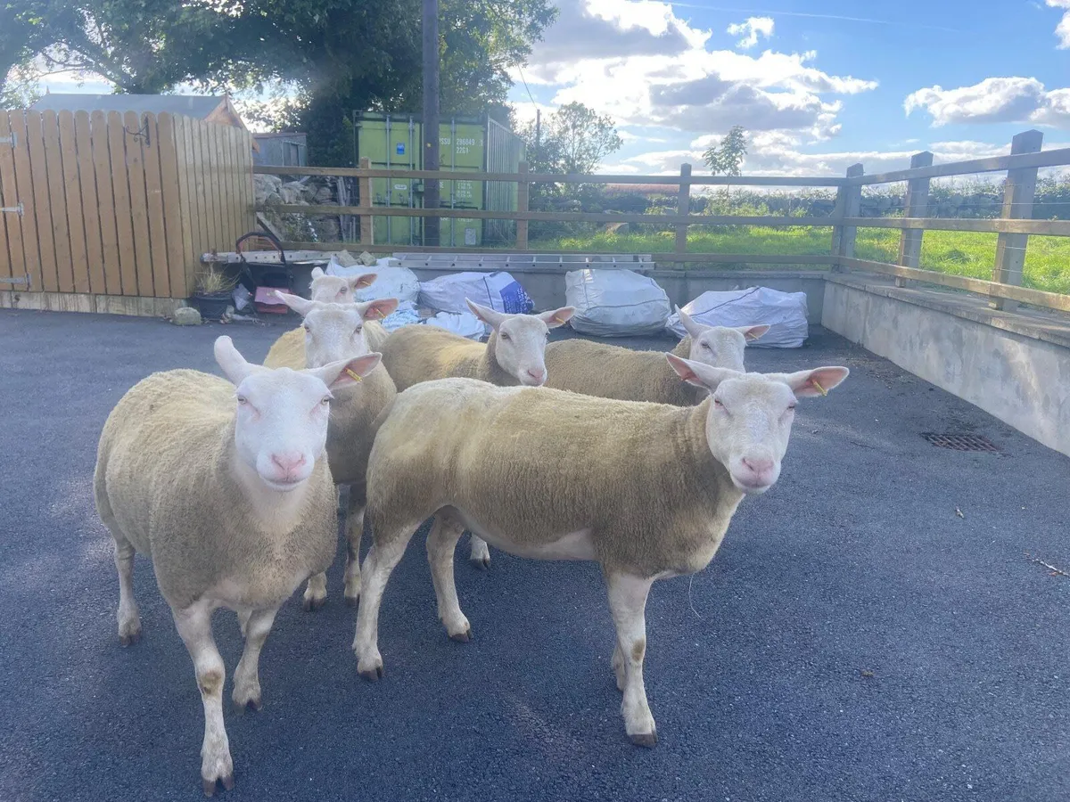 Pedigree  Berrichon ewes - Image 1