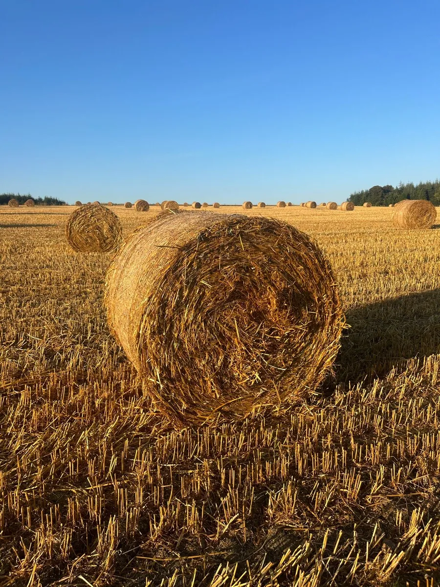 Barley Wheat and Oat Straw round bales - Image 1