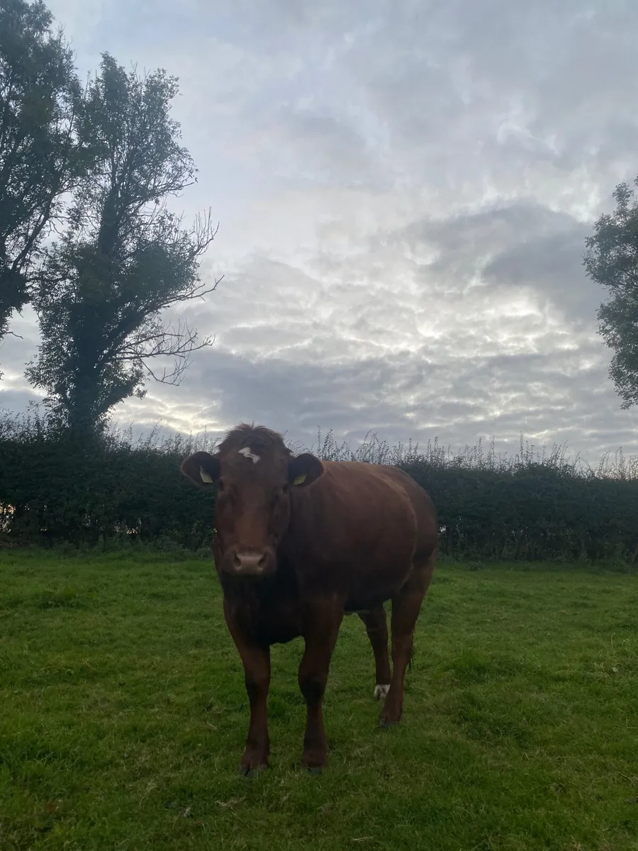 Quality Breeding Heifer - Image 2