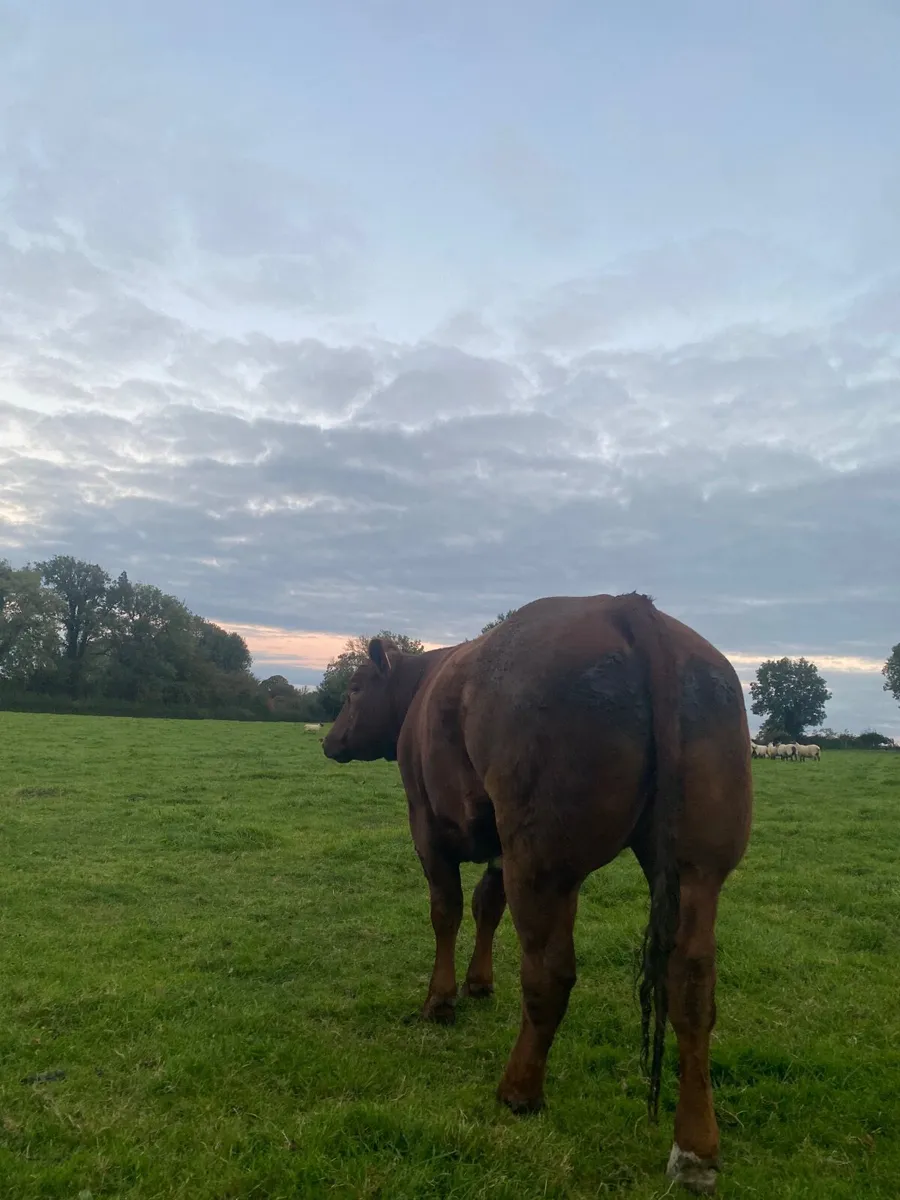Quality Breeding Heifer - Image 1