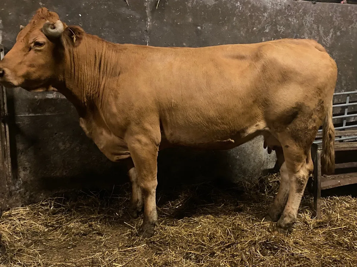 Super Incalf Cow - Image 3