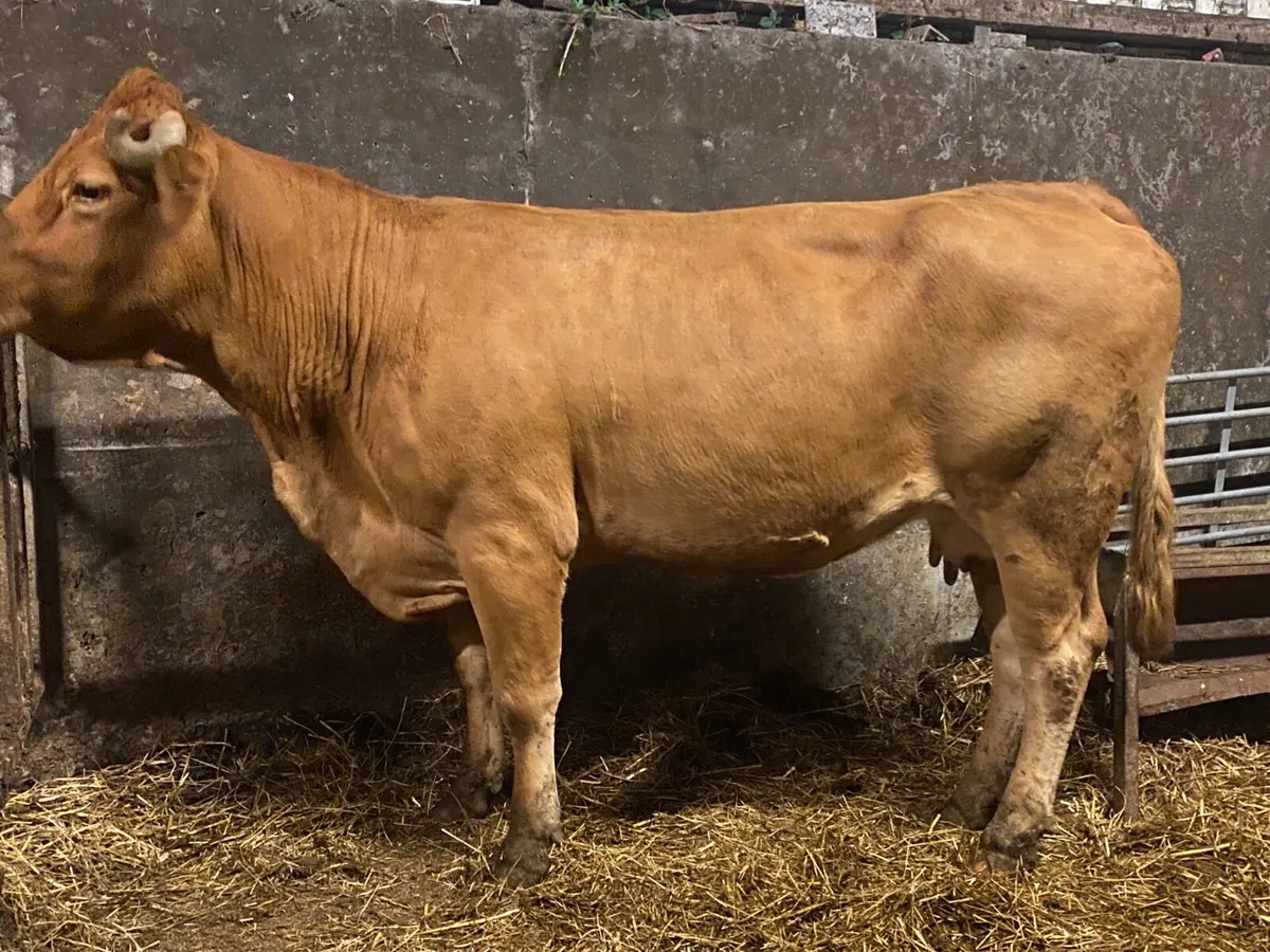 Super Incalf Cow - Image 4