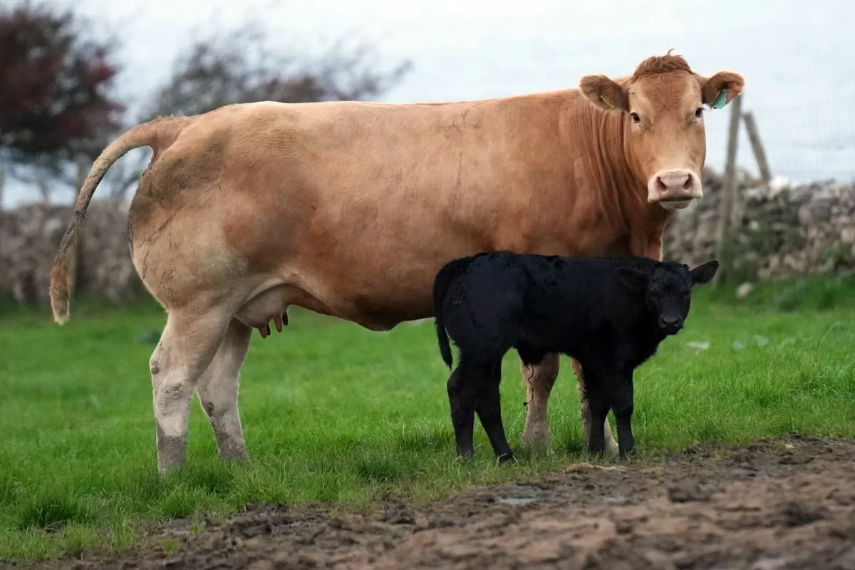 2 Show Cows & Blue Calves - Image 4