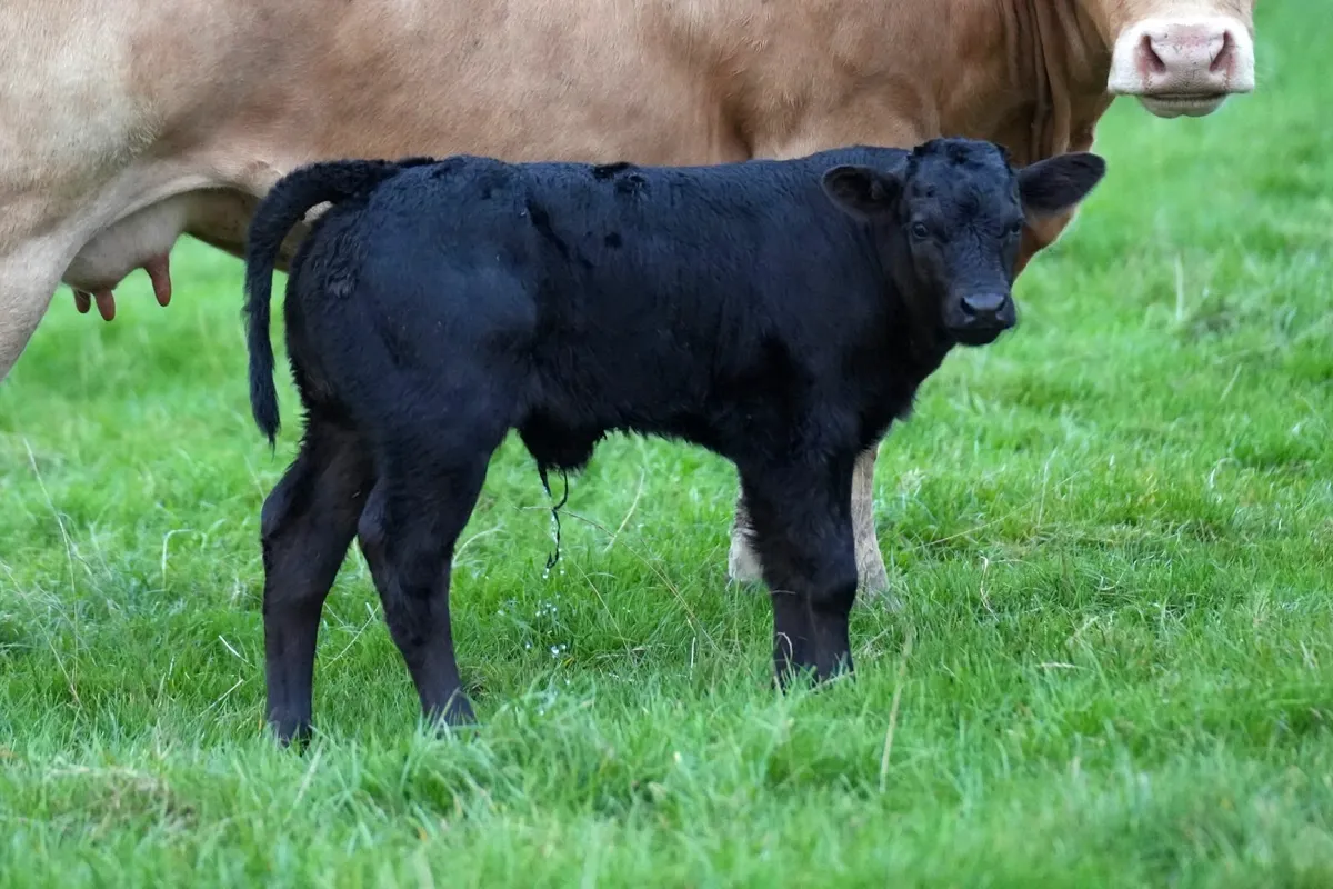 2 Show Cows & Blue Calves - Image 3