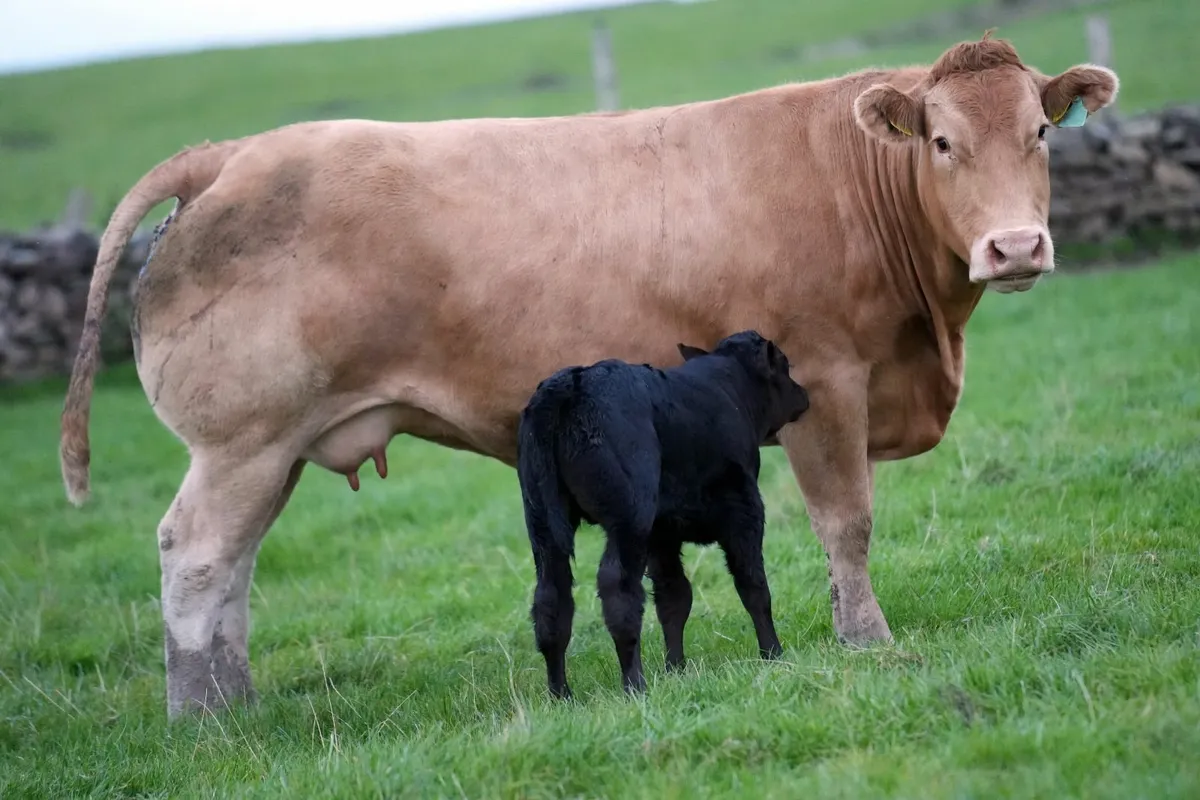 2 Show Cows & Blue Calves - Image 1