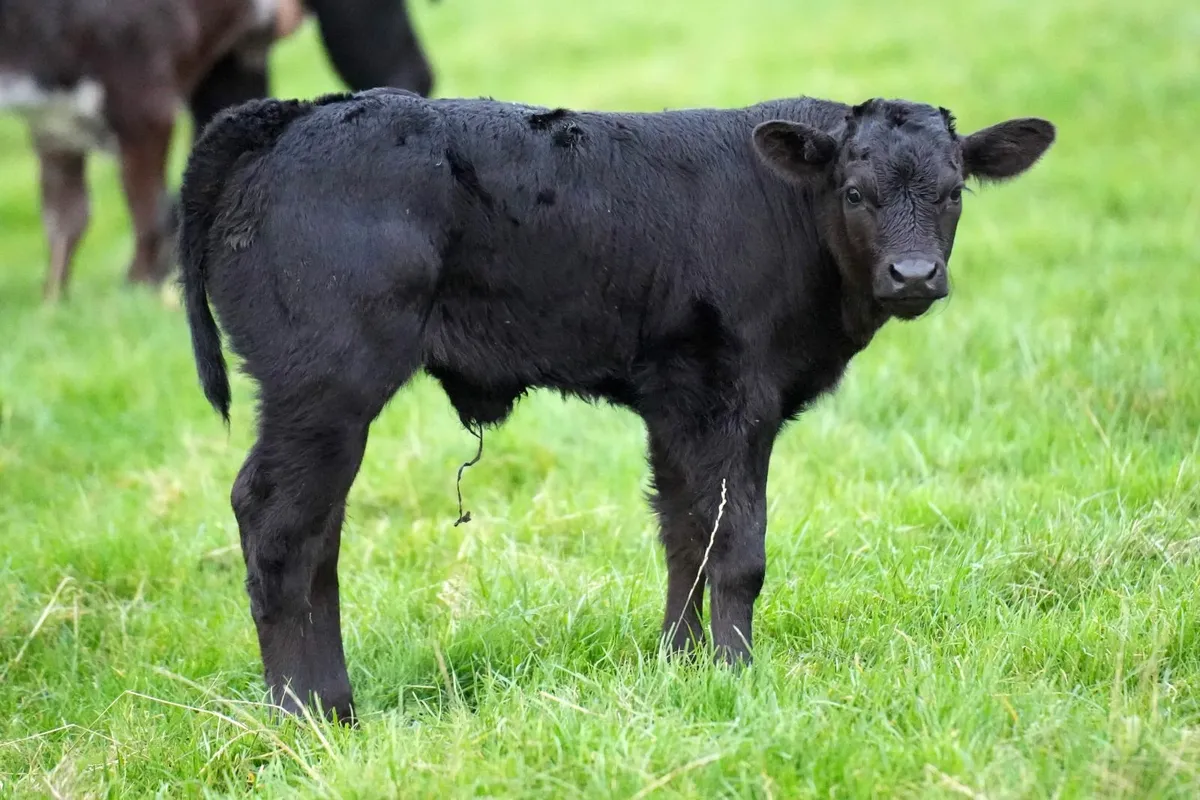 2 Show Cows & Blue Calves - Image 2