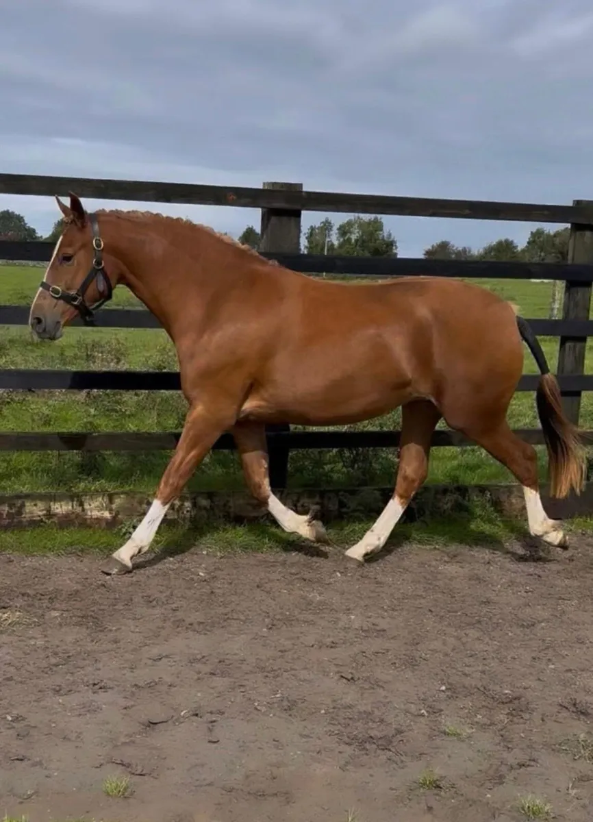 Lot 289 Cavan Irish Draught sales Friday 26 Sep - Image 1