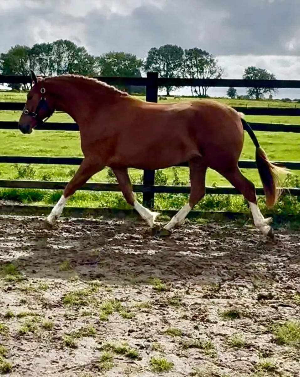 Lot 289 Cavan Irish Draught sales Friday 26 Sep - Image 3