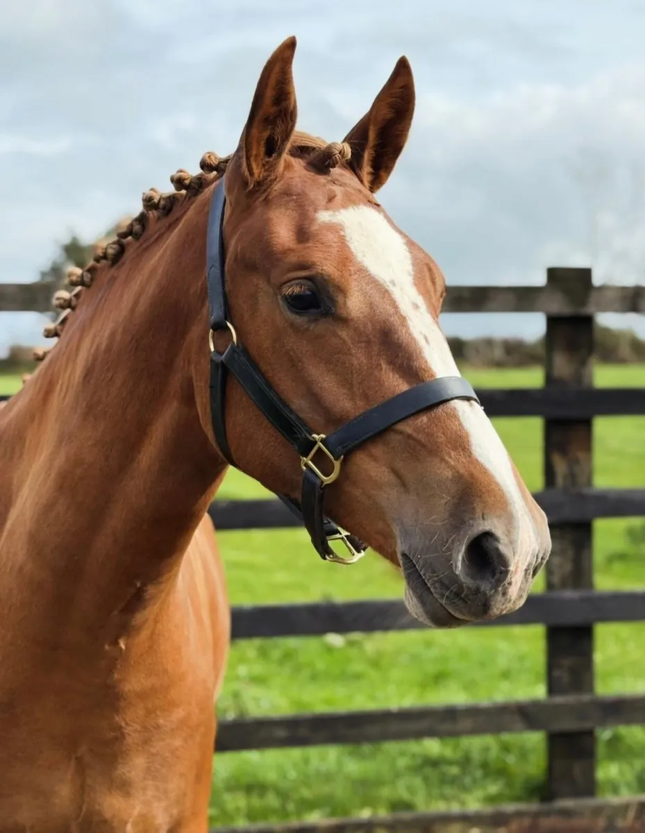Lot 289 Cavan Irish Draught sales Friday 26 Sep - Image 4