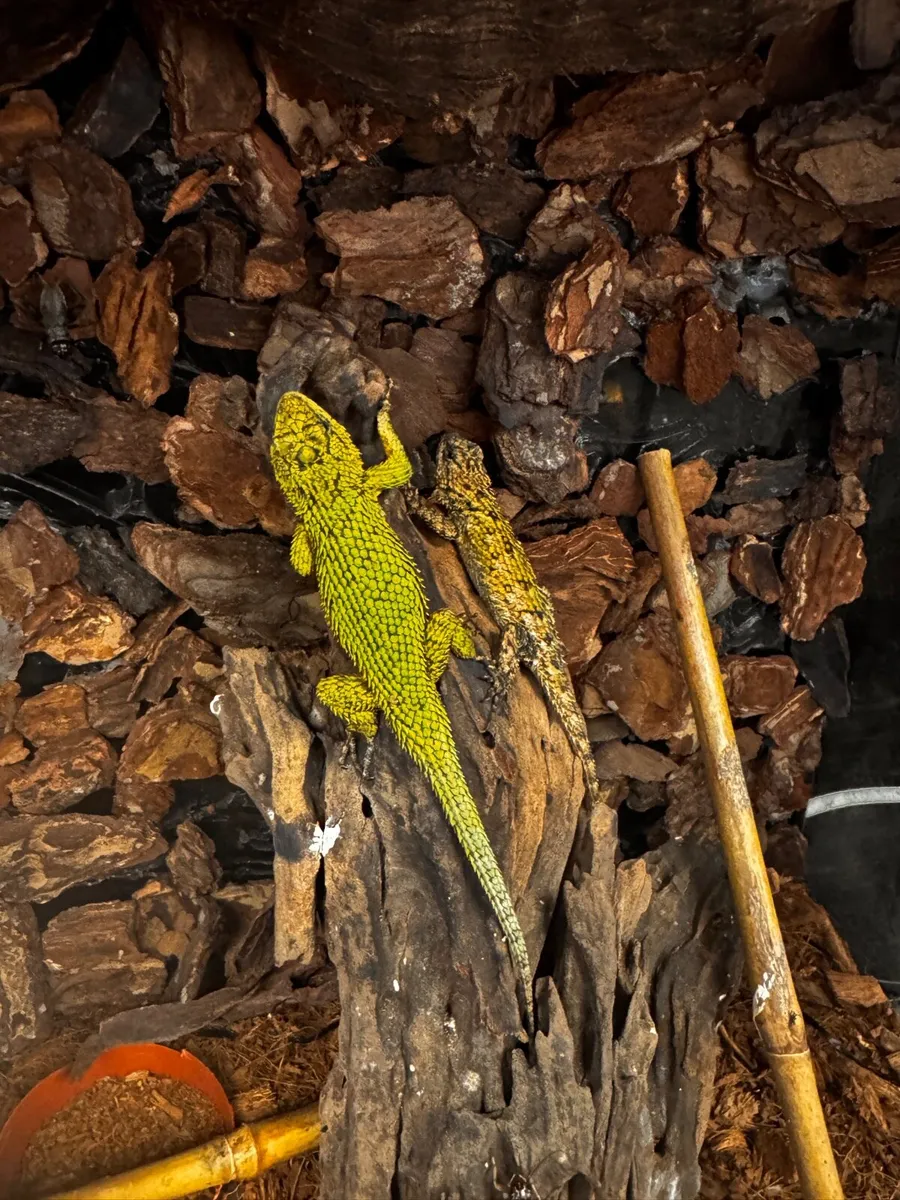 Sceloporus malachiticus