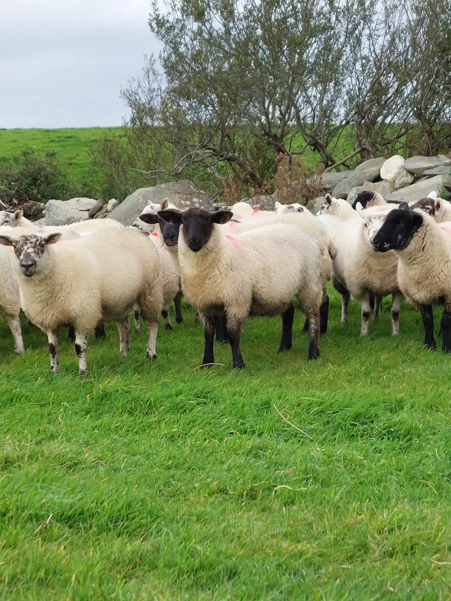 EWE LAMBS for ballinrobe mart thursday 25th Sep - Image 1