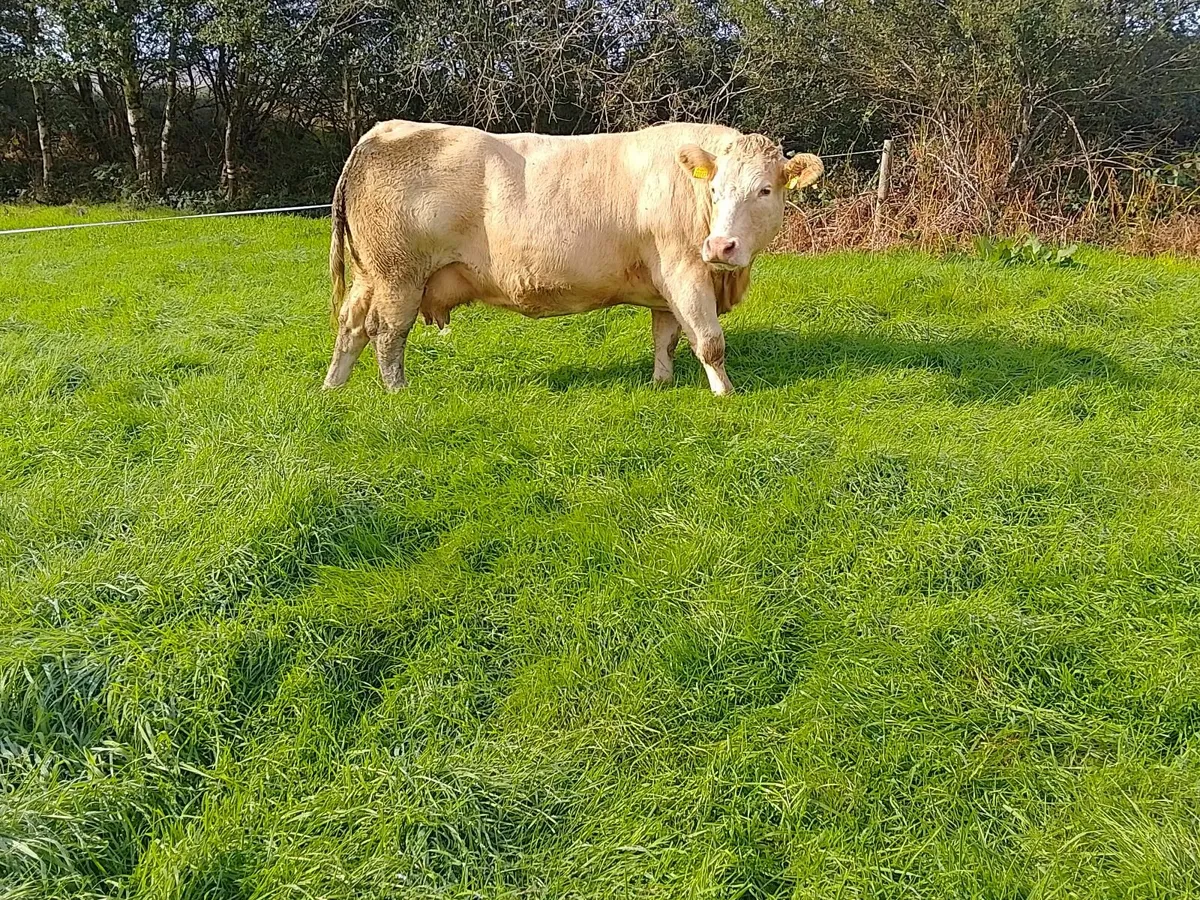 "5 weanling  heifer'ballinrobe show n sale 26Sept" - Image 4