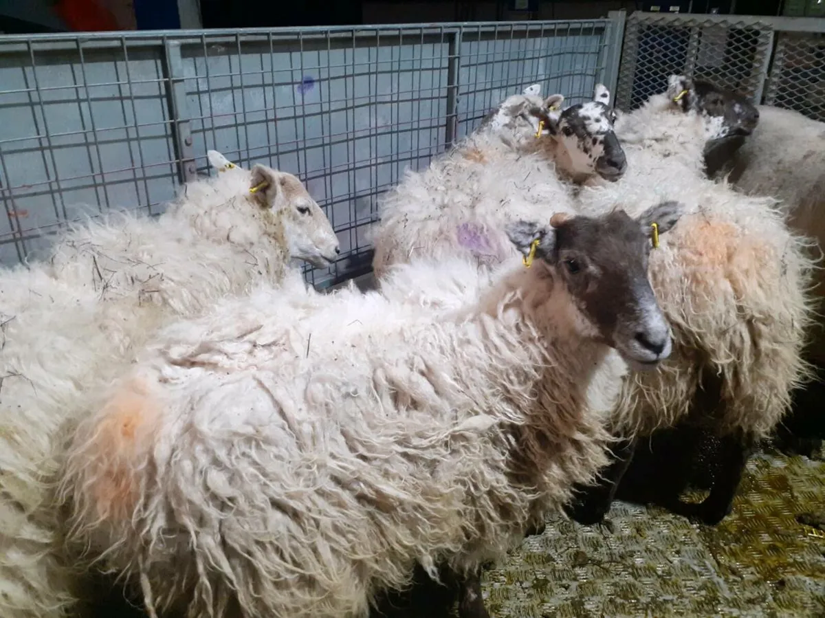 Cross bread ewe hoggets