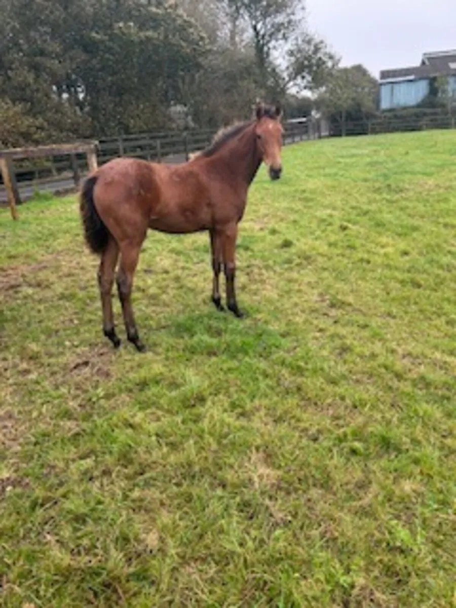 Thoroughbred foals for sale - Image 1
