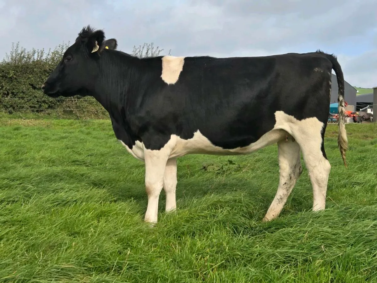 British friesian  Heifers - Image 2