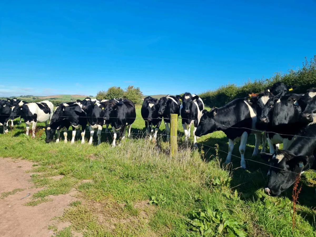 British friesian  Heifers - Image 4