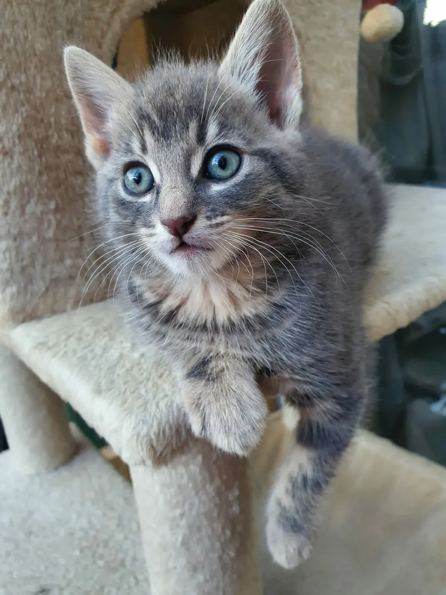 Kittens - Image 2