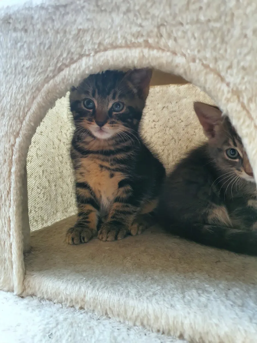 Kittens - Image 4