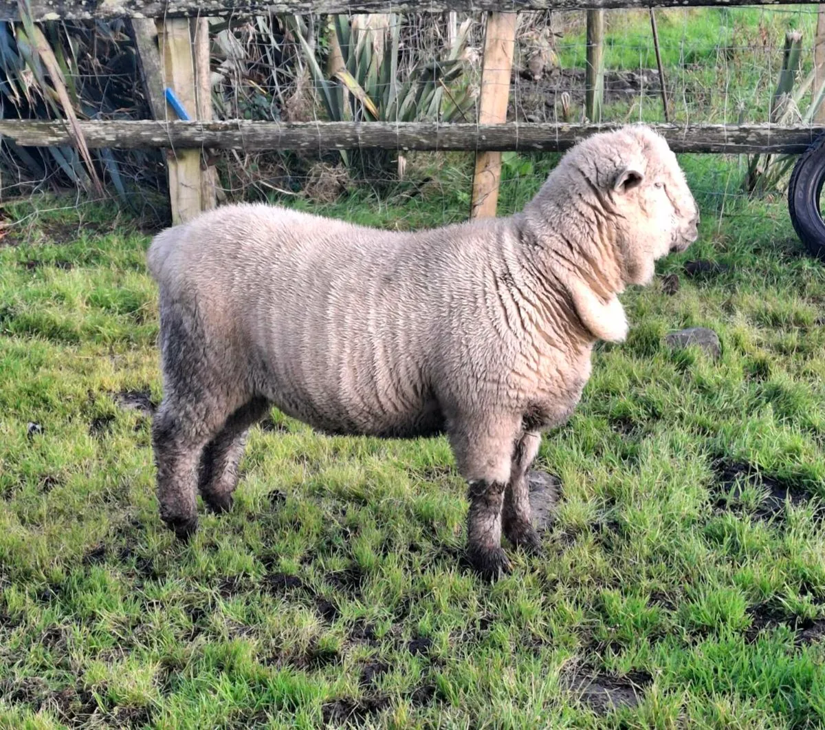 Rams - Image 1