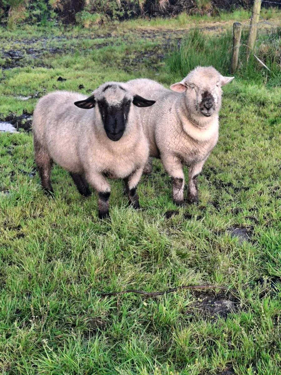 Rams - Image 2