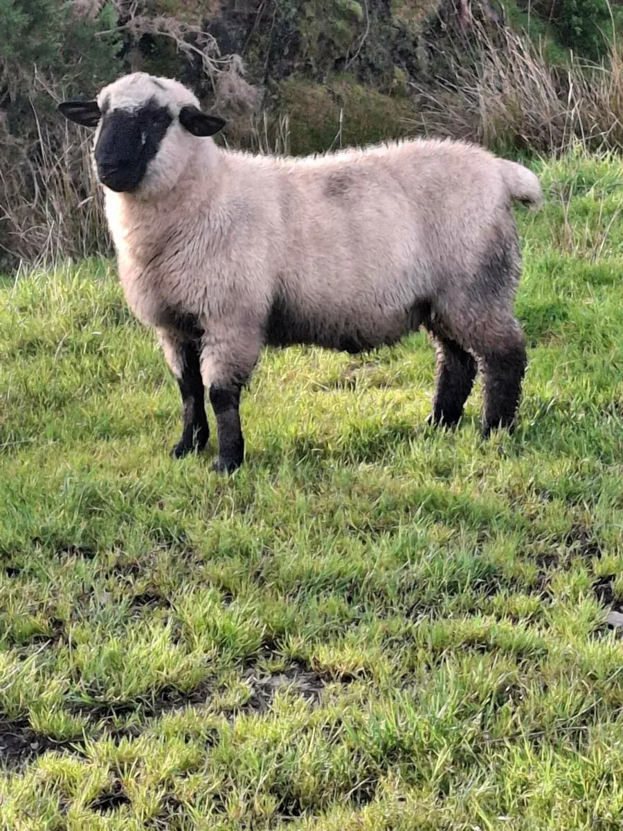 Rams - Image 3