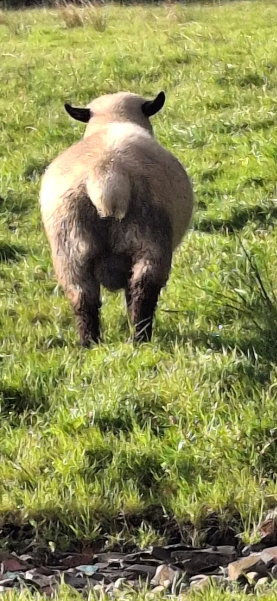 Rams - Image 4
