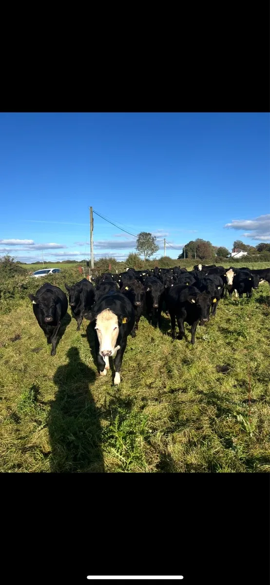 Quality Angus & Hereford Heifers - Image 1