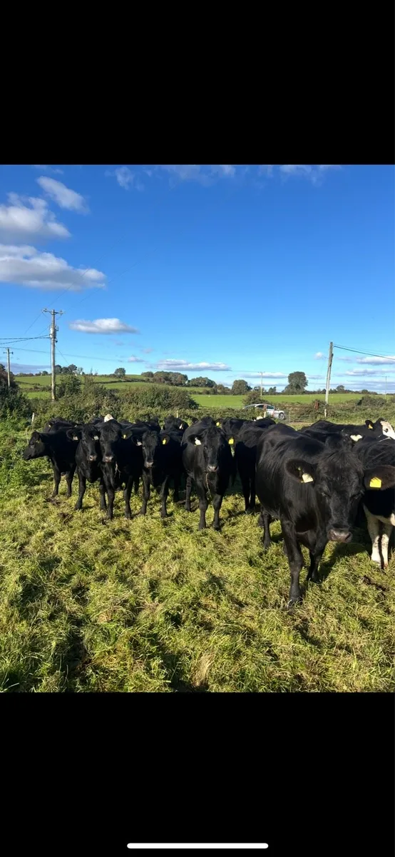 Quality Angus & Hereford Heifers - Image 2