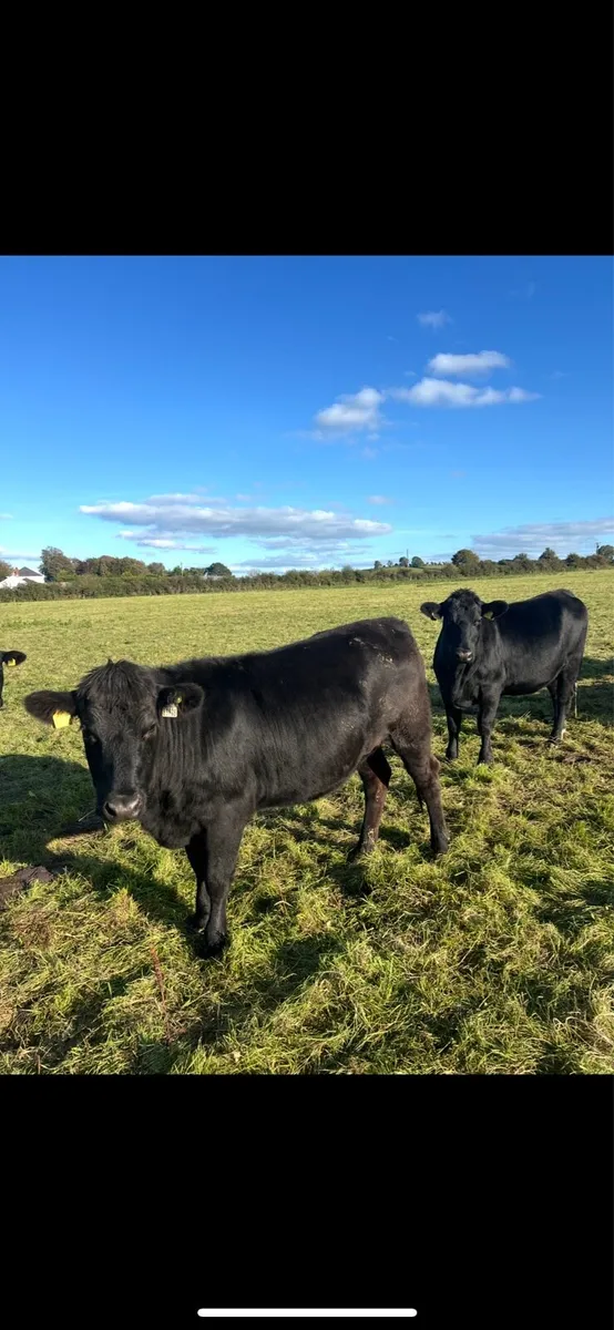 Quality Angus & Hereford Heifers - Image 4