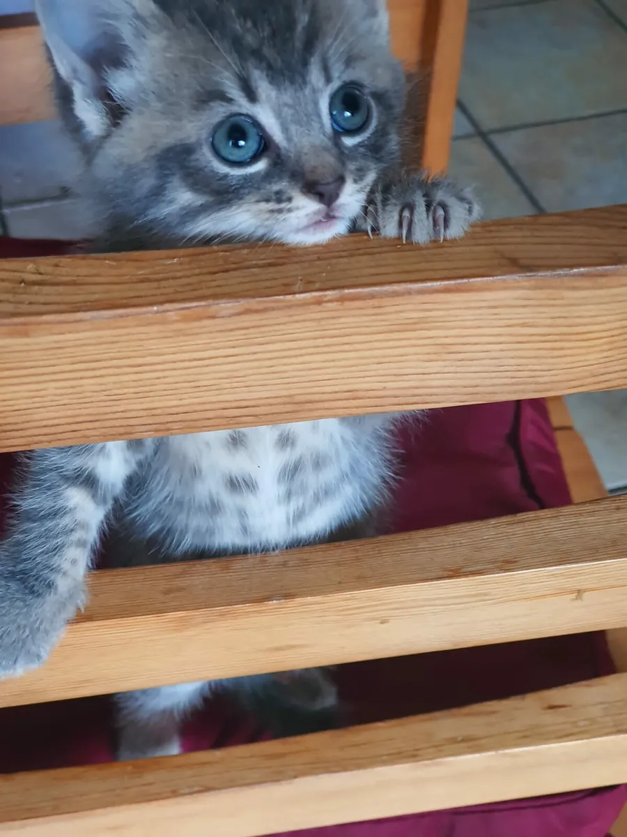 Kittens - Image 1
