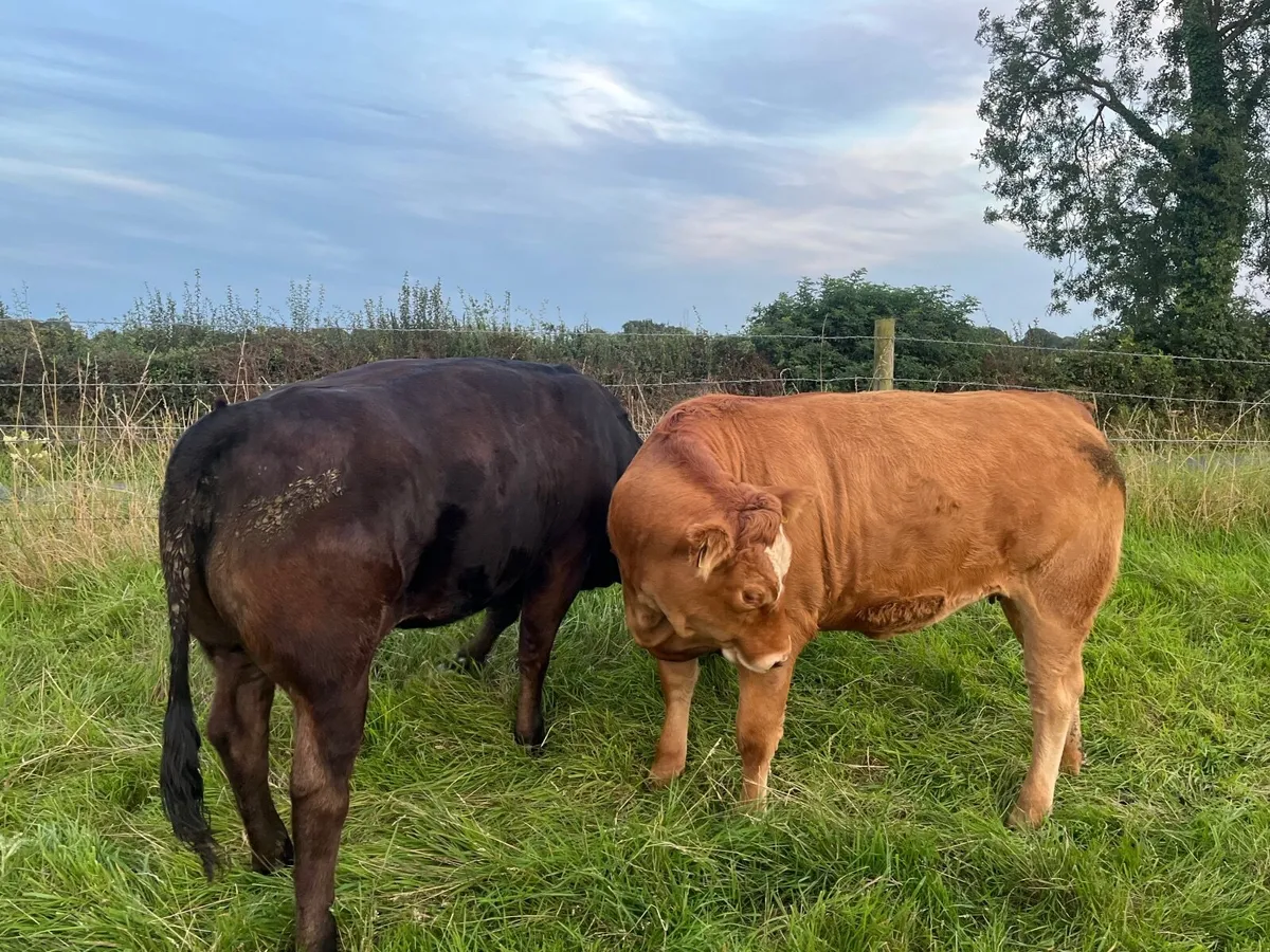 heifers for sale - Image 1