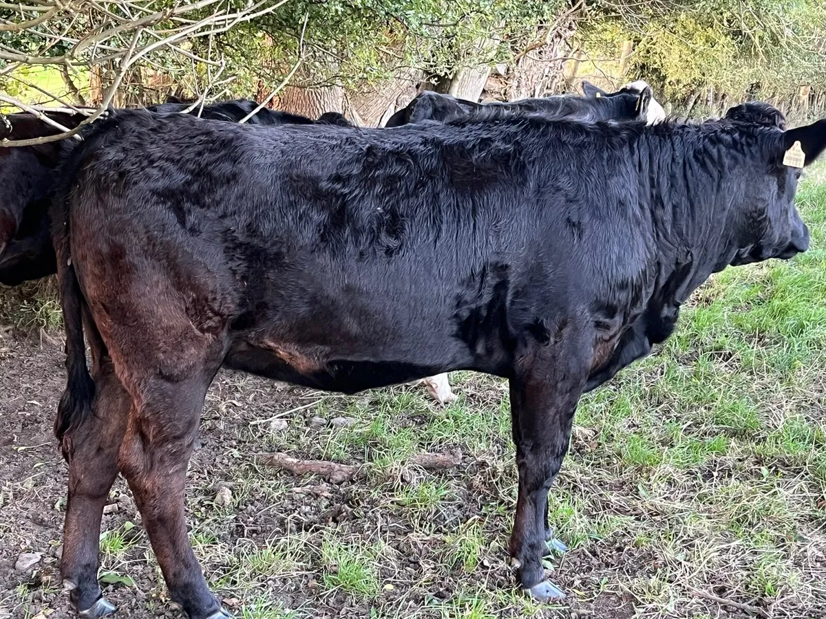 heifers for sale - Image 2