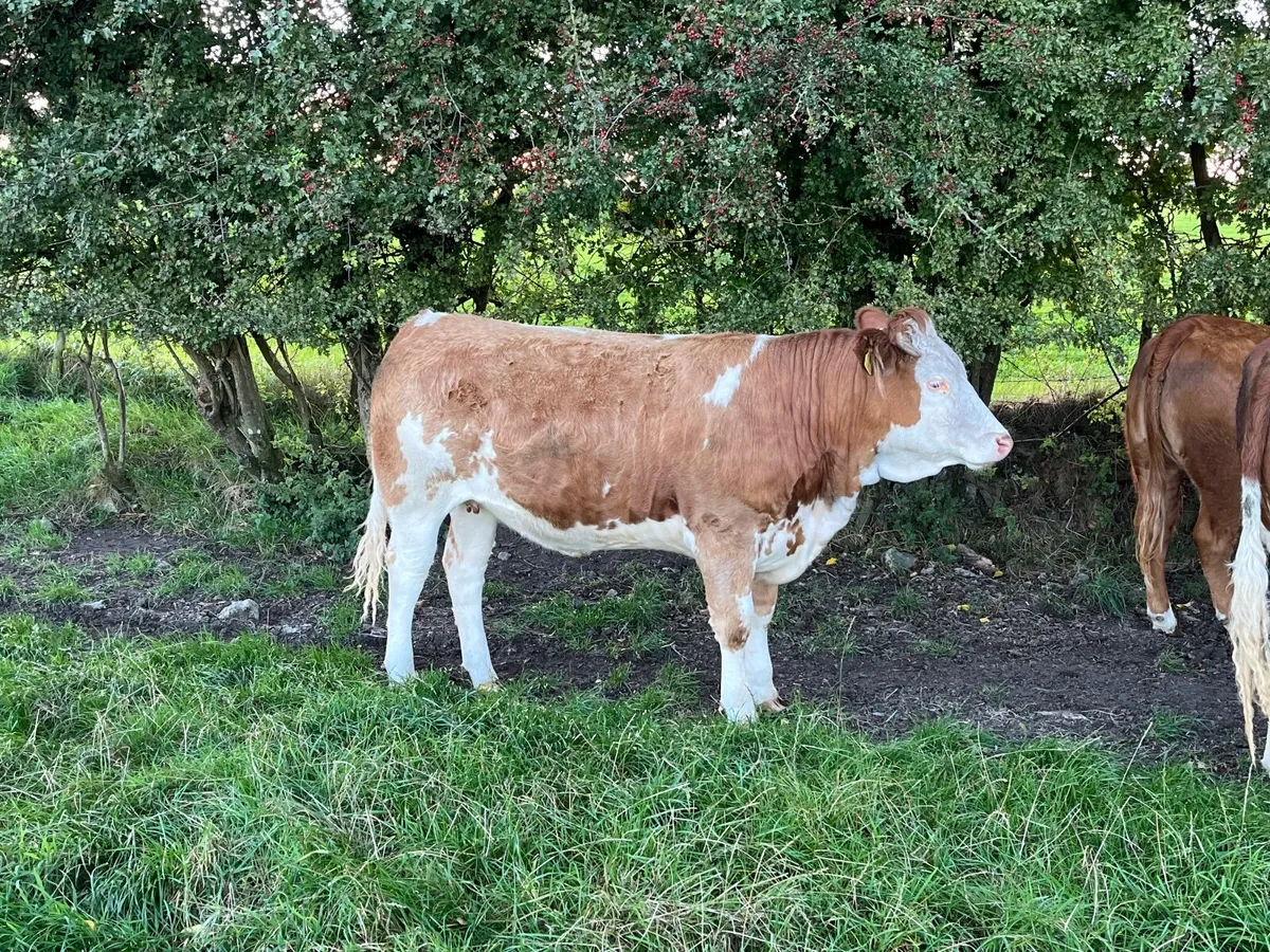 heifers for sale - Image 3