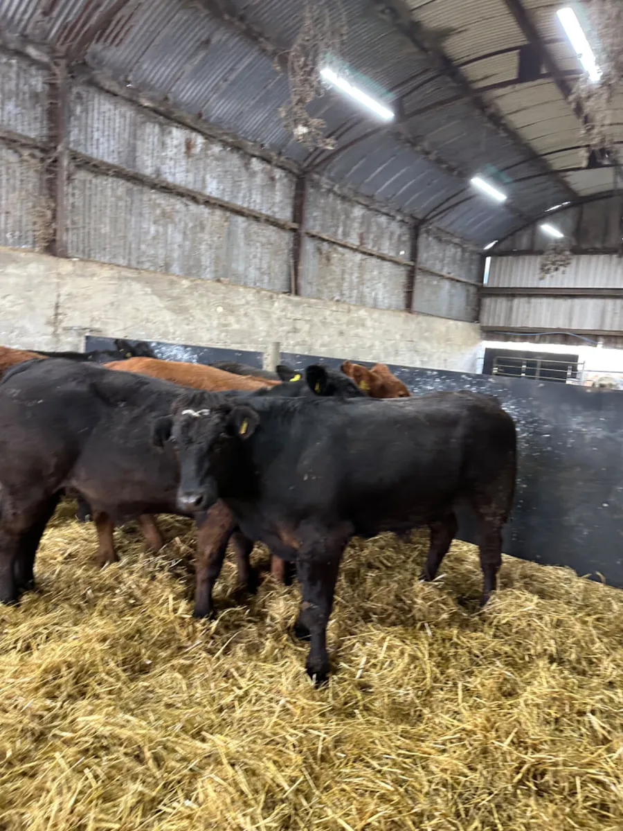 Lim bullocks - Image 3