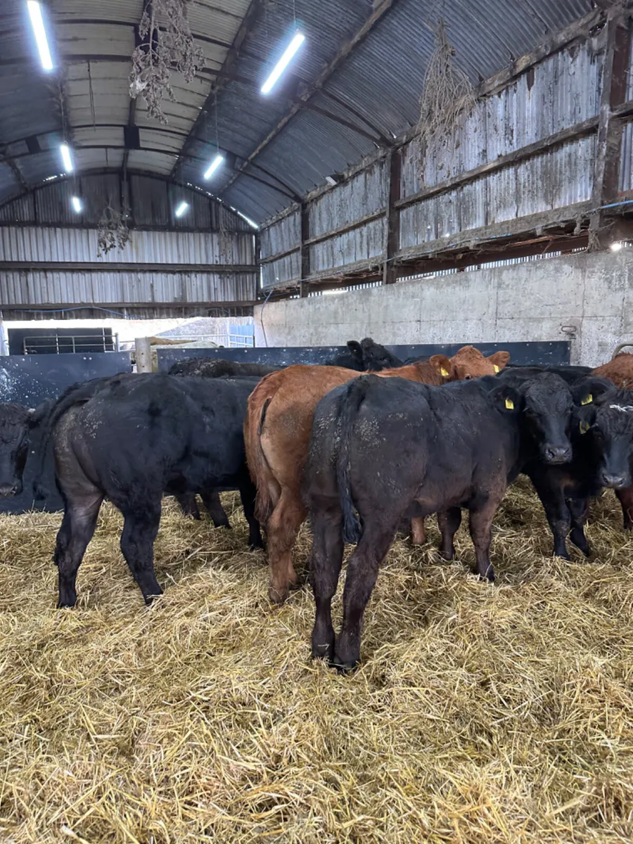 Lim bullocks - Image 1