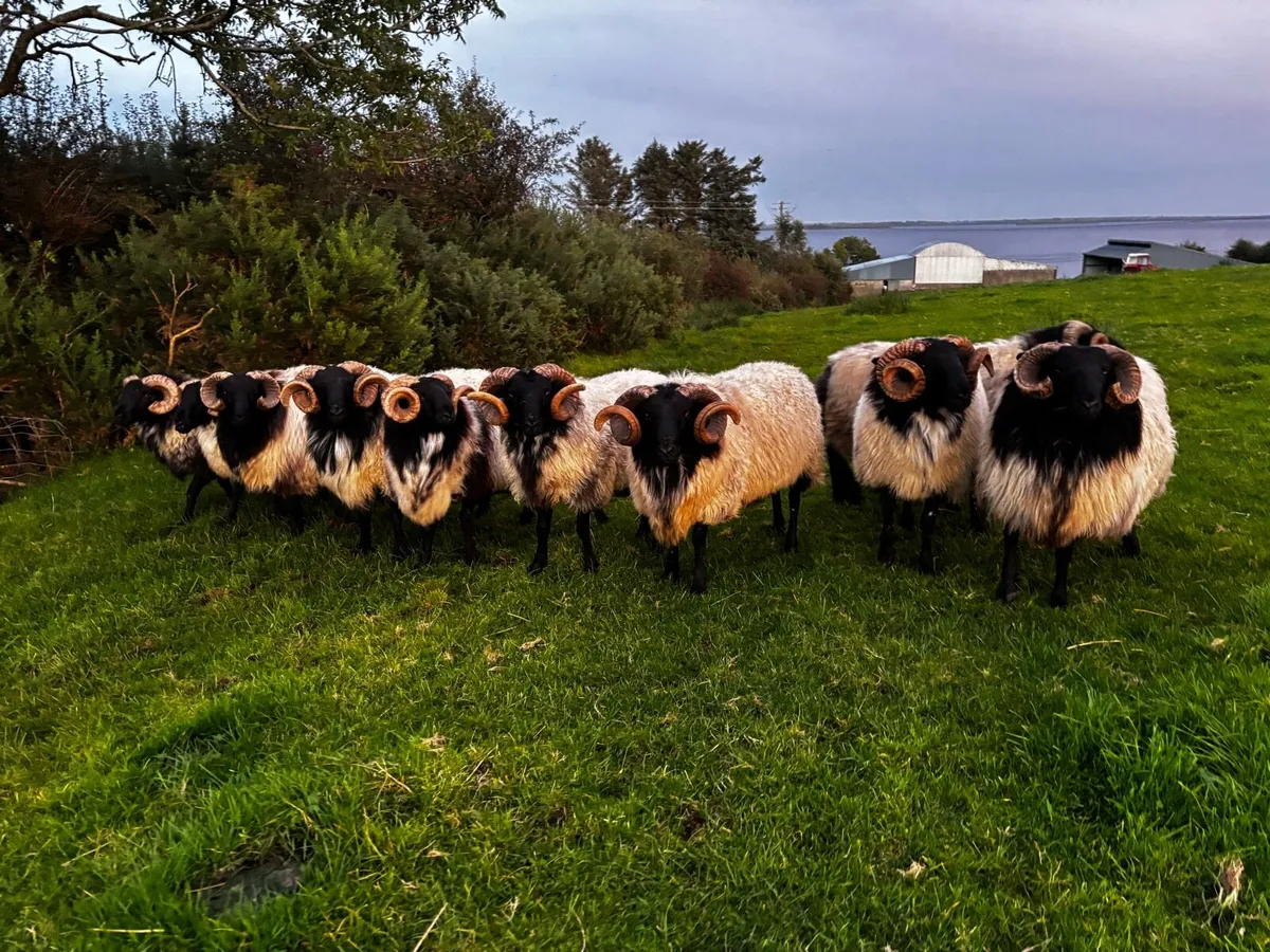 Mayo-Connemara Rams For Sale - Image 1