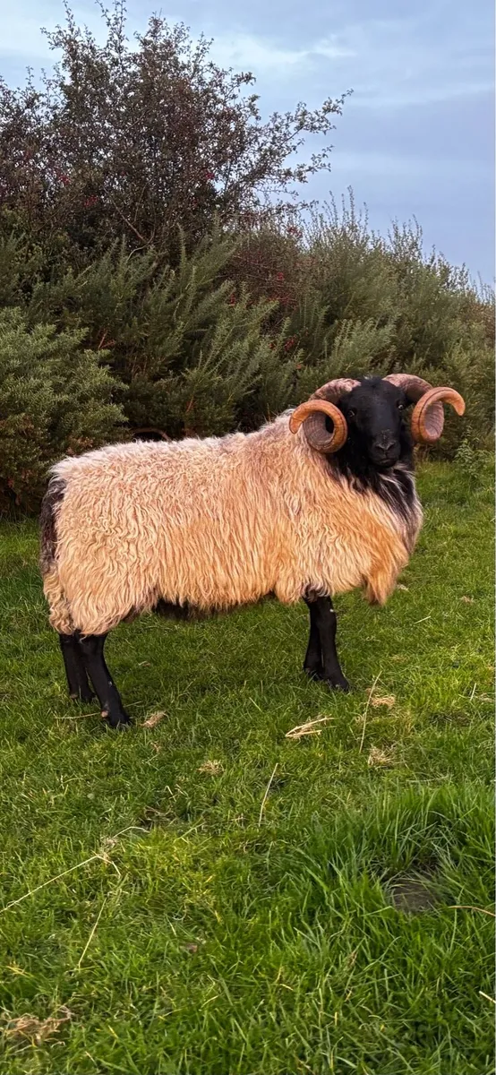 Mayo-Connemara Rams For Sale - Image 2