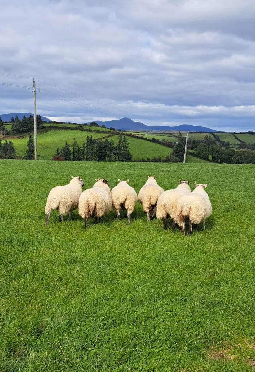 CrossBred Ewe Hoggets - Image 2
