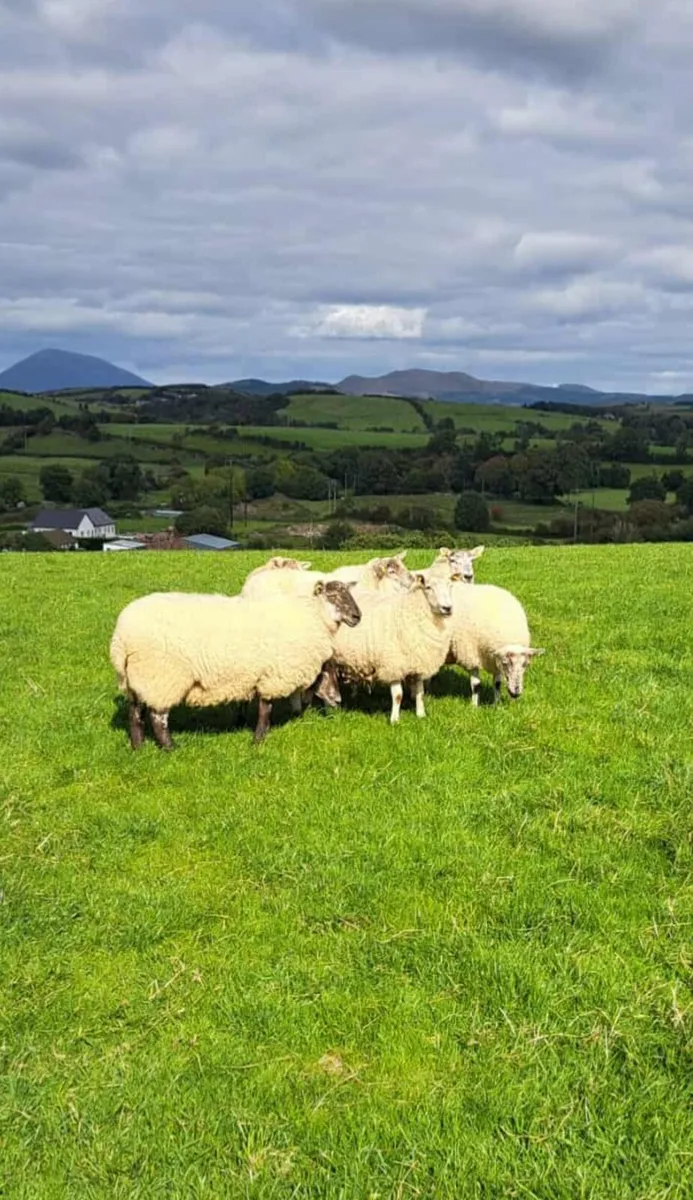 CrossBred Ewe Hoggets - Image 3