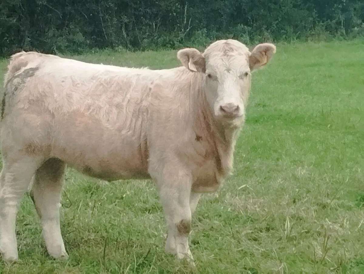 Five star ⭐⭐⭐⭐⭐ heifer - Image 1