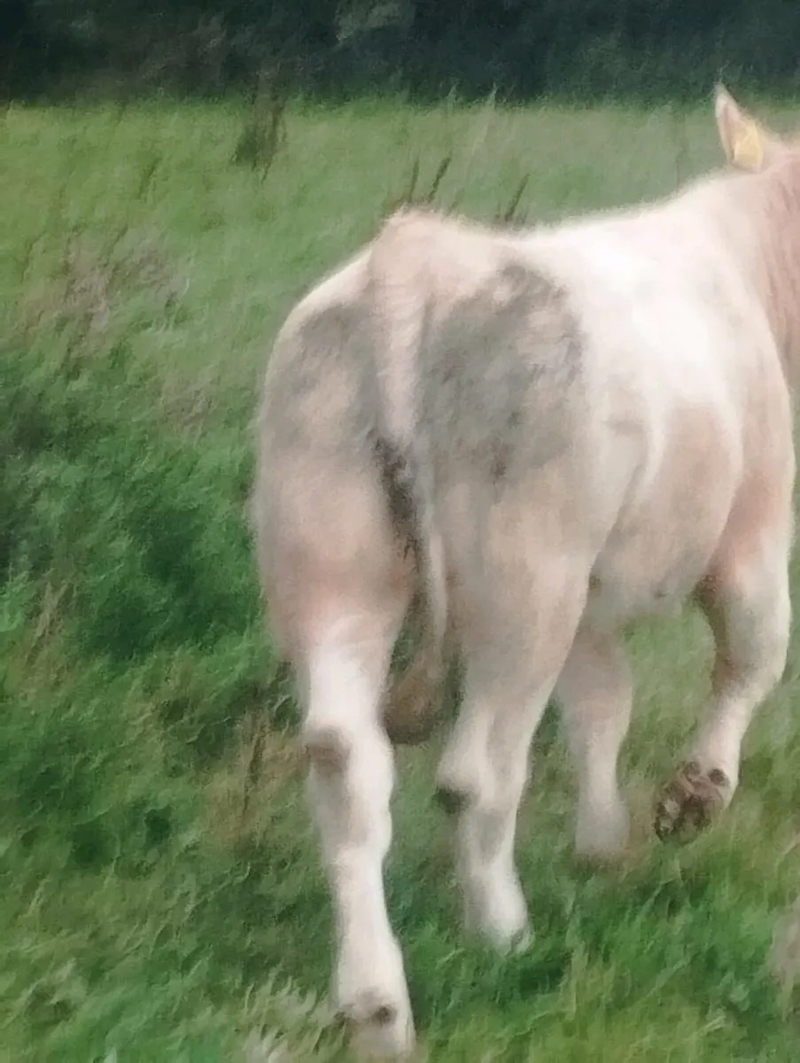 Five star ⭐⭐⭐⭐⭐ heifer - Image 2