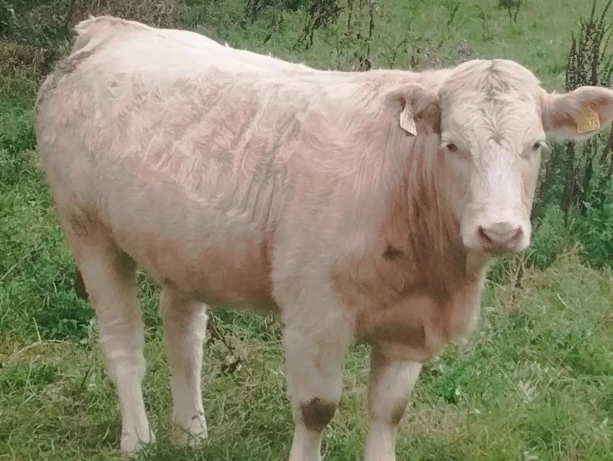 Five star ⭐⭐⭐⭐⭐ heifer - Image 3