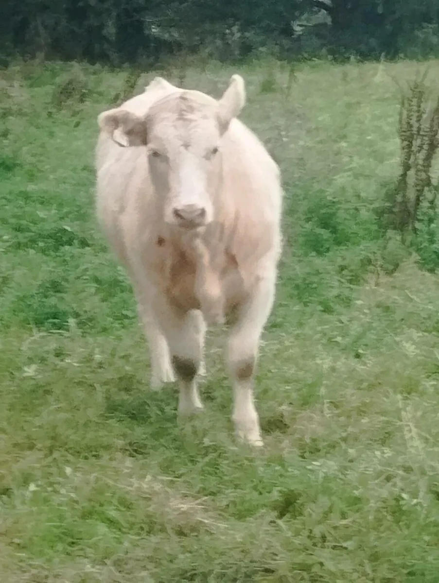 Five star ⭐⭐⭐⭐⭐ heifer - Image 4