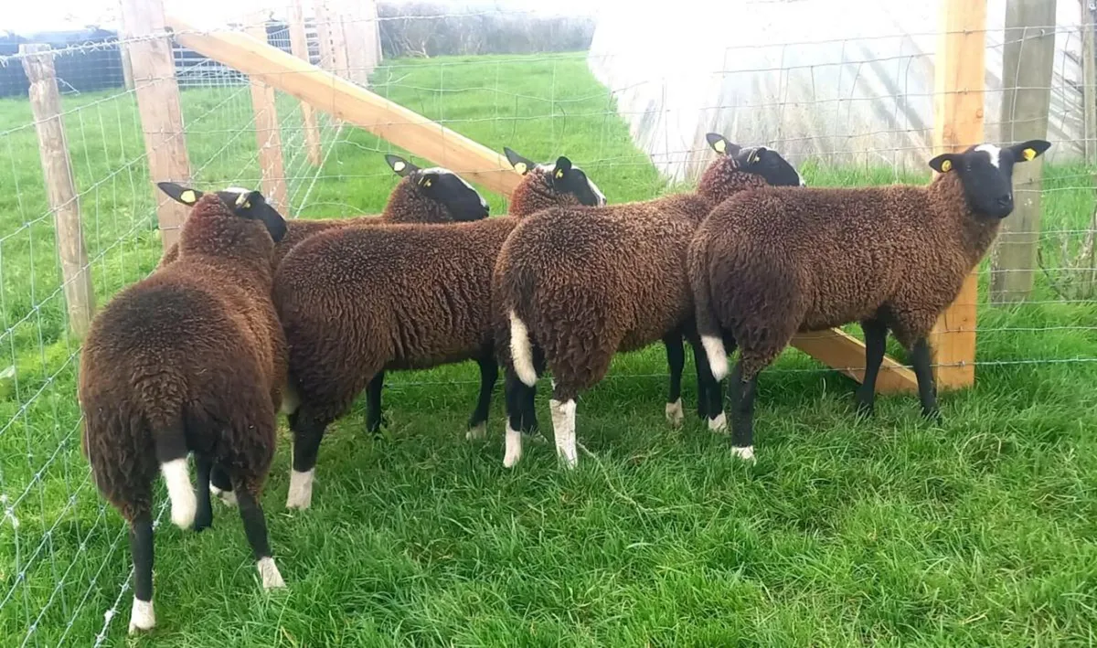 ZWARBLE  EWE    LAMBS