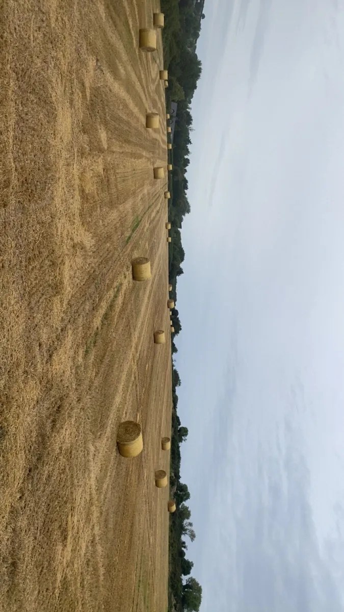 Hay and straw for sale - Image 4