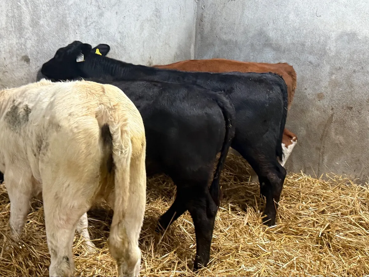 4 SUPER LIMOUSINE HEIFERS (220 kgs ) - Image 2