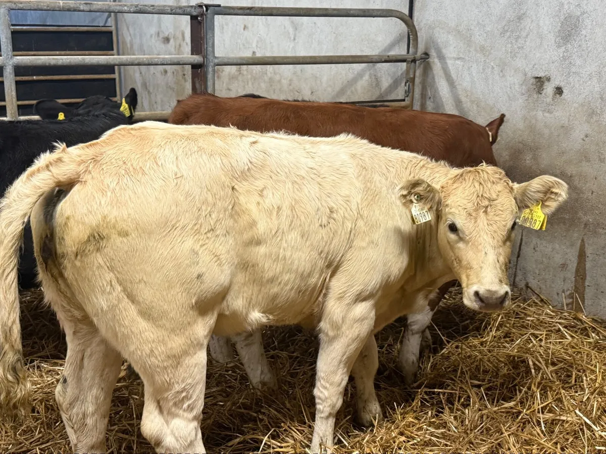 4 SUPER LIMOUSINE HEIFERS (220 kgs ) - Image 3