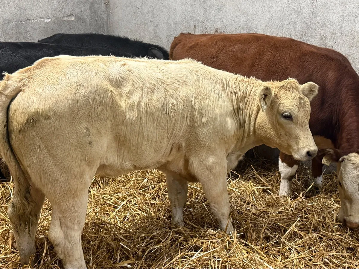 4 SUPER LIMOUSINE HEIFERS (220 kgs ) - Image 4